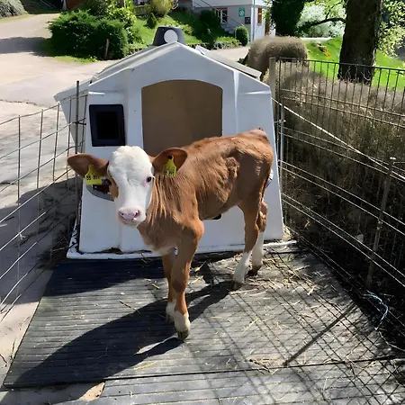 Apartament Suschethof Oppenau