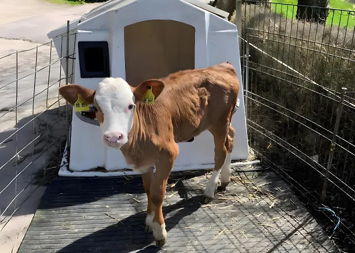 Lägenhet Suschethof Oppenau